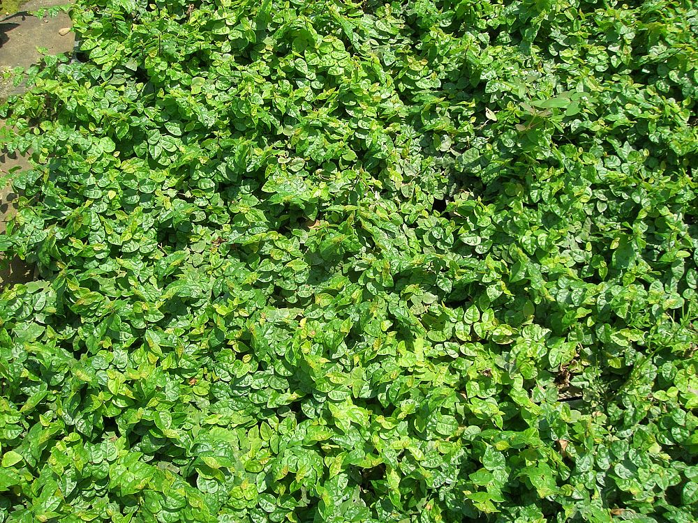 ficus-pumila-ficus-repens-creeping-fig-ivy