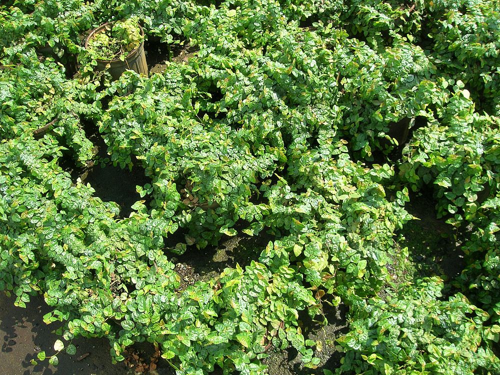 ficus-pumila-ficus-repens-creeping-fig-ivy