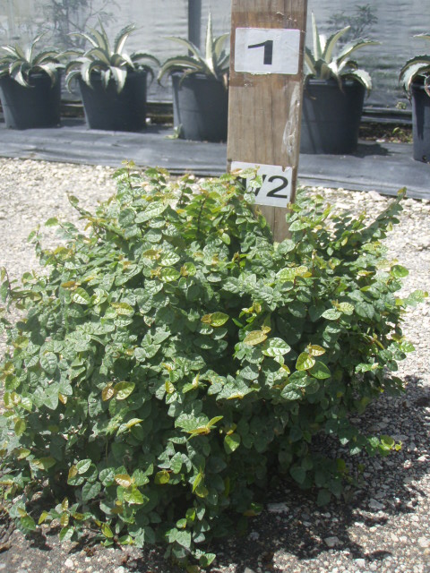 ficus-pumila-ficus-repens-creeping-fig-ivy