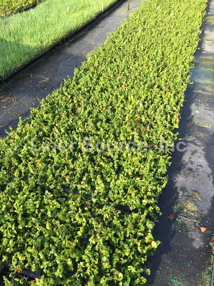 ficus-pumila-ficus-repens-creeping-fig-ivy