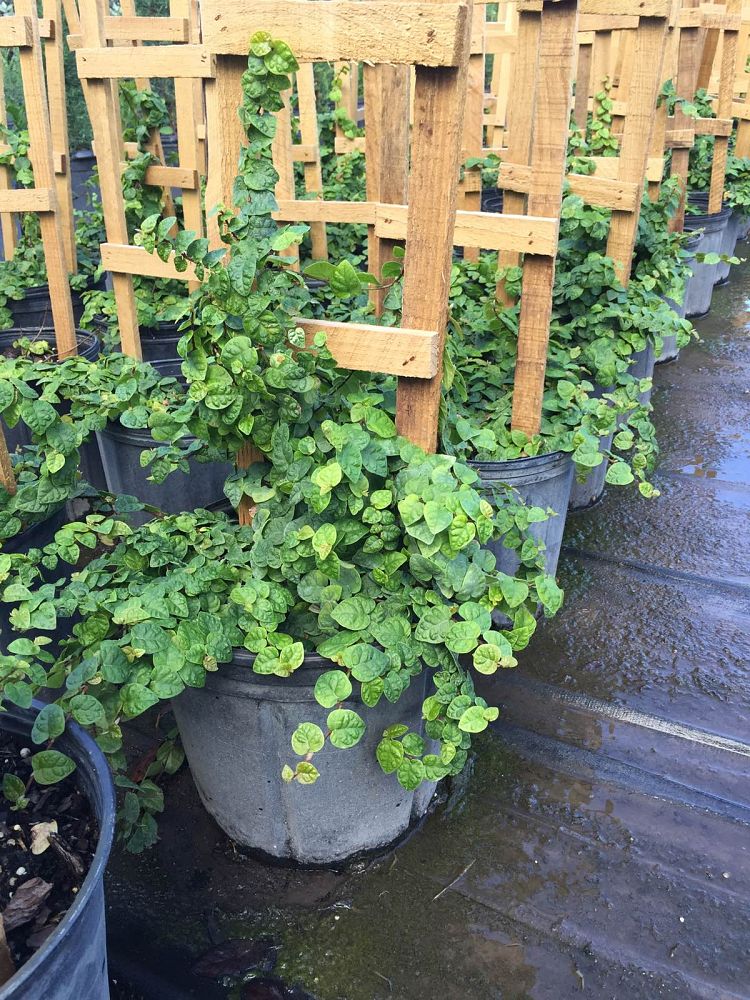 ficus-pumila-ficus-repens-creeping-fig-ivy