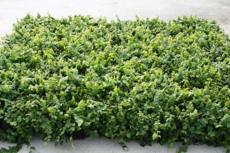 ficus-pumila-ficus-repens-creeping-fig-ivy