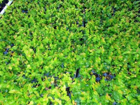 ficus-pumila-ficus-repens-creeping-fig-ivy