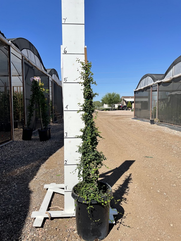 ficus-pumila-ficus-repens-creeping-fig-ivy