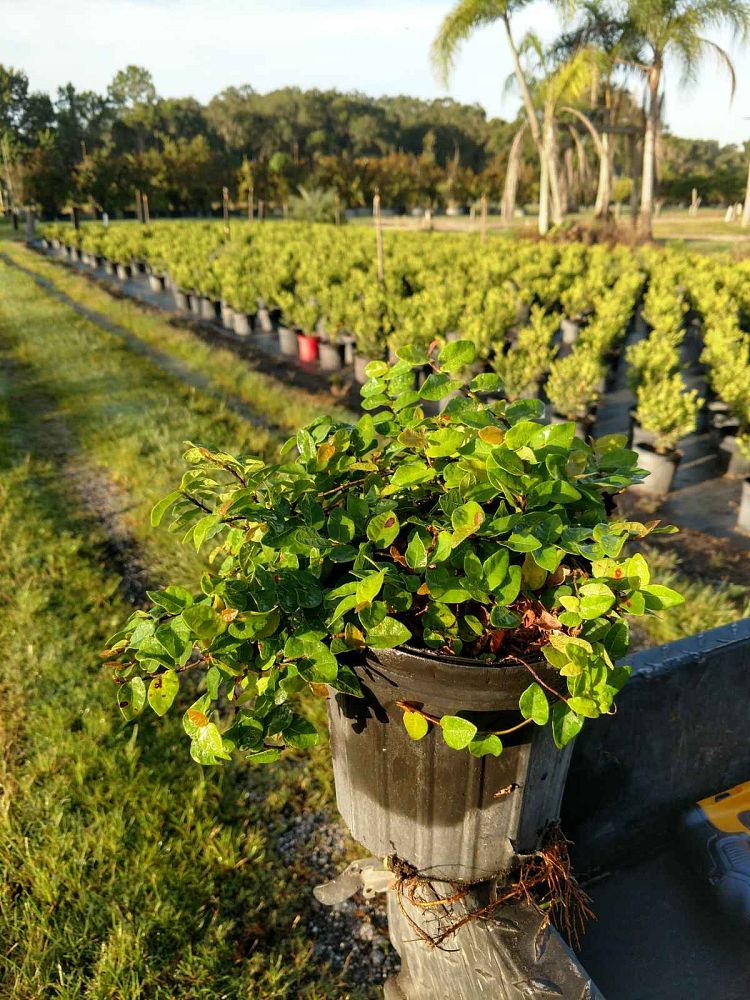 ficus-pumila-ficus-repens-creeping-fig-ivy