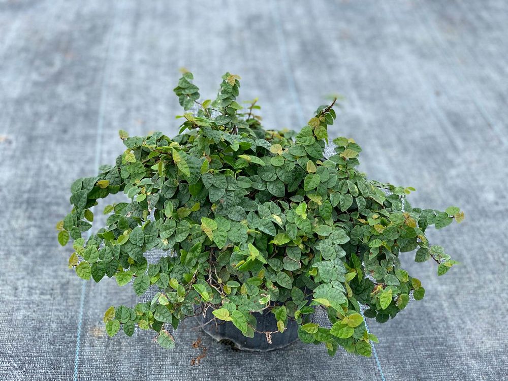 ficus-pumila-ficus-repens-creeping-fig-ivy