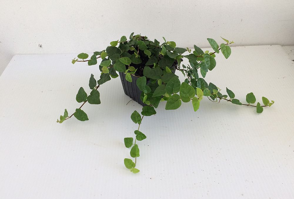 ficus-pumila-ficus-repens-creeping-fig-ivy