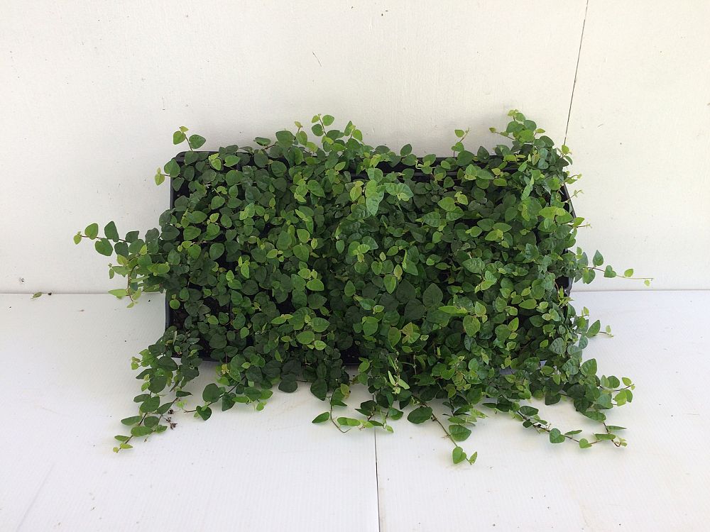 ficus-pumila-ficus-repens-creeping-fig-ivy