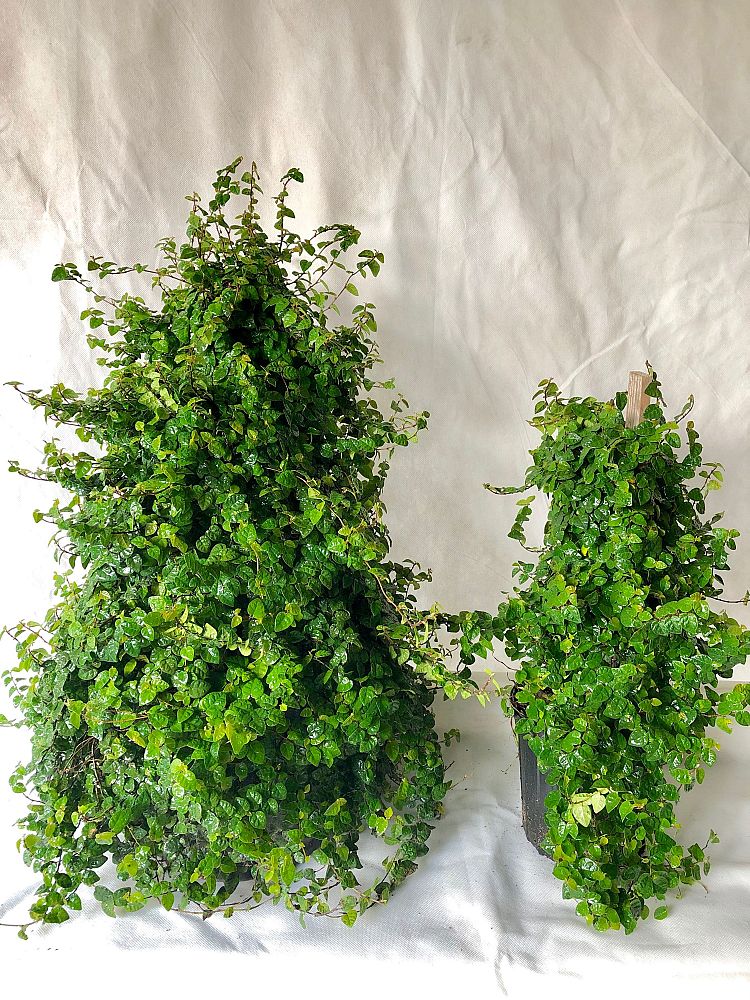 ficus-pumila-ficus-repens-creeping-fig-ivy