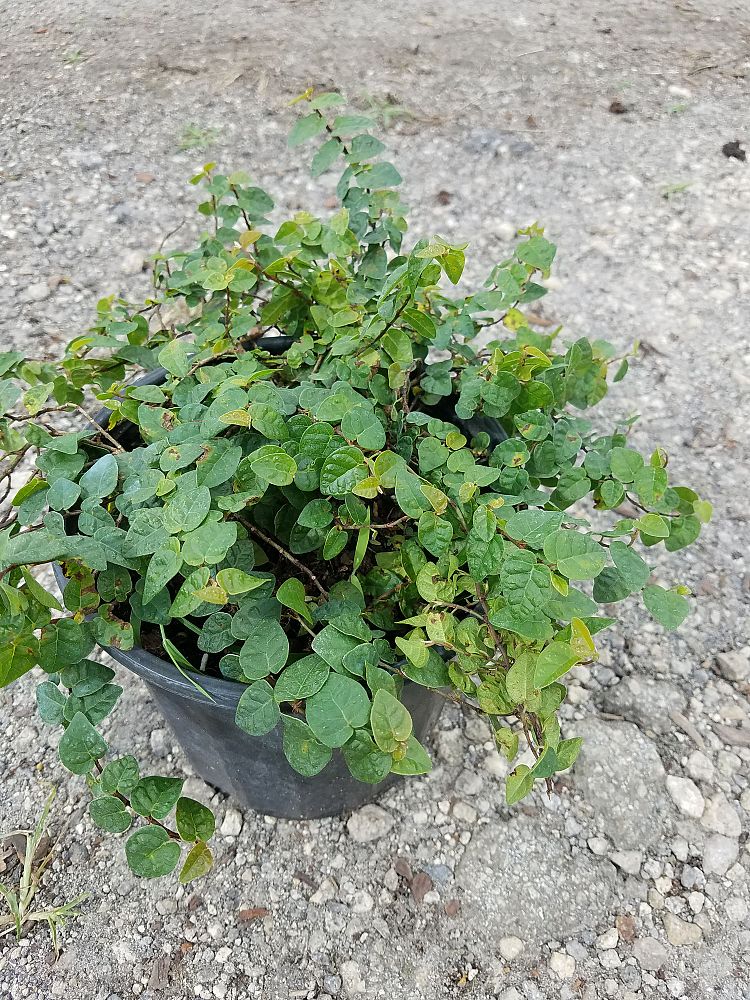 ficus-pumila-ficus-repens-creeping-fig-ivy