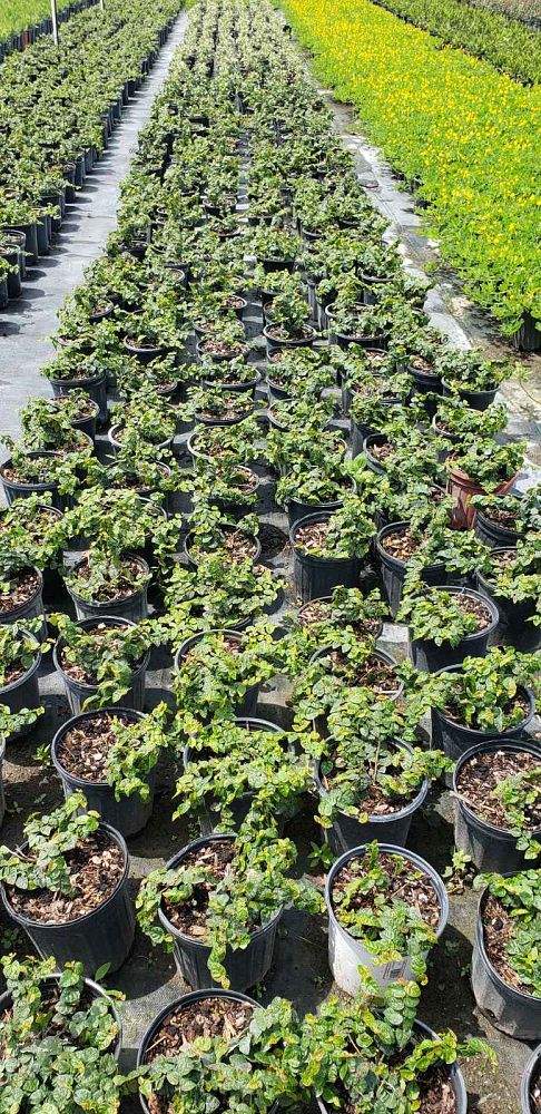 ficus-pumila-ficus-repens-creeping-fig-ivy