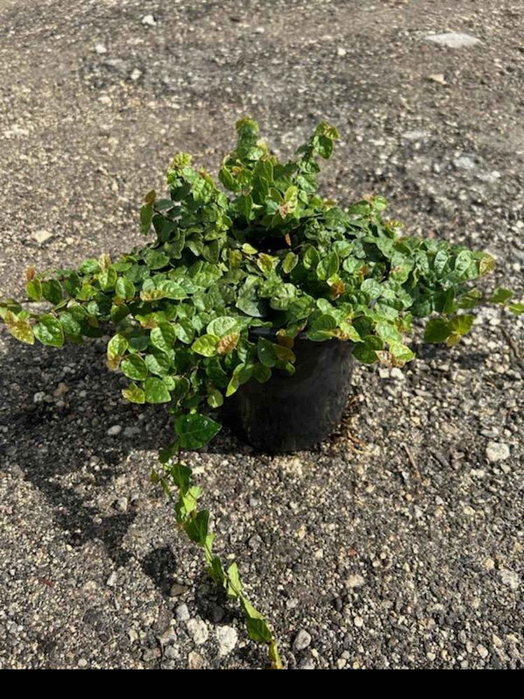ficus-pumila-ficus-repens-creeping-fig-ivy