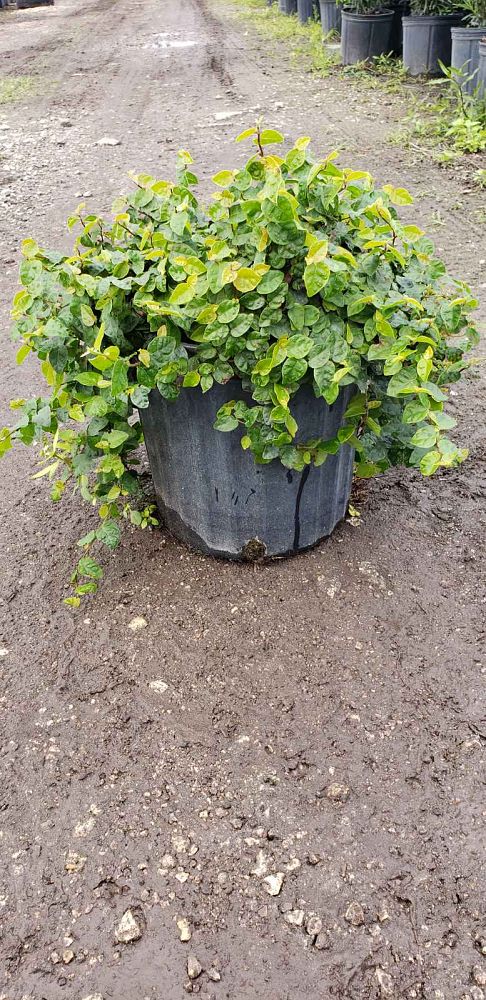 ficus-pumila-ficus-repens-creeping-fig-ivy