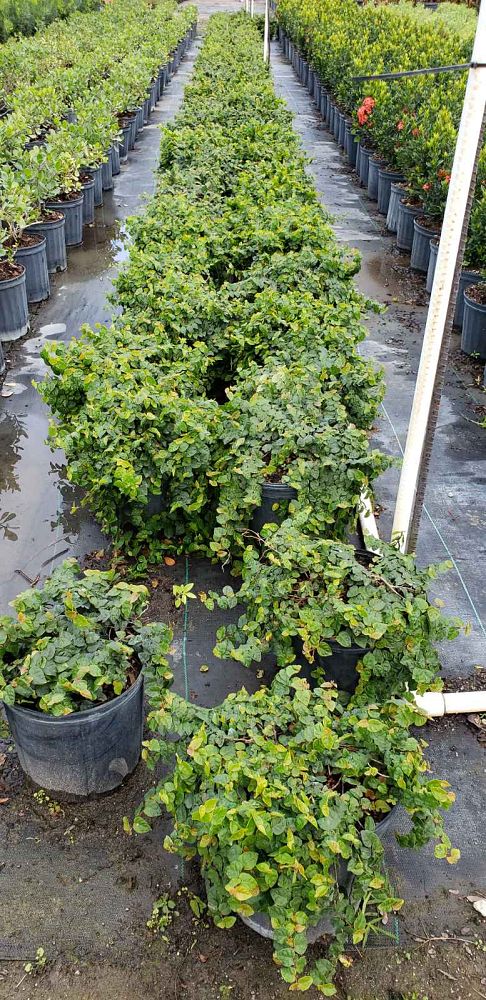 ficus-pumila-ficus-repens-creeping-fig-ivy