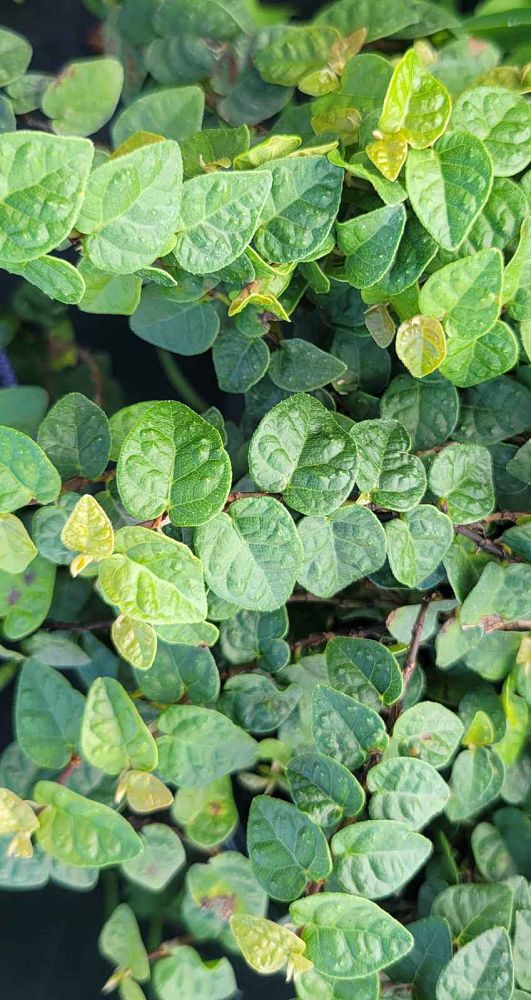 ficus-pumila-ficus-repens-creeping-fig-ivy