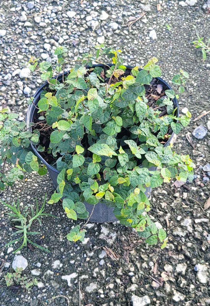 ficus-pumila-ficus-repens-creeping-fig-ivy