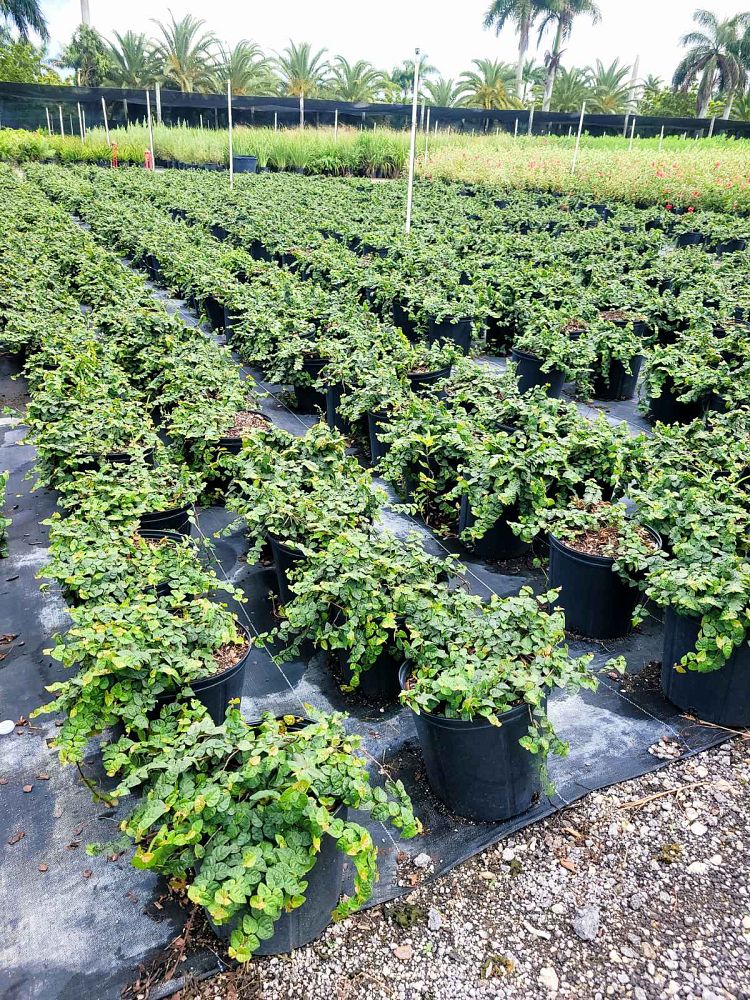 ficus-pumila-ficus-repens-creeping-fig-ivy