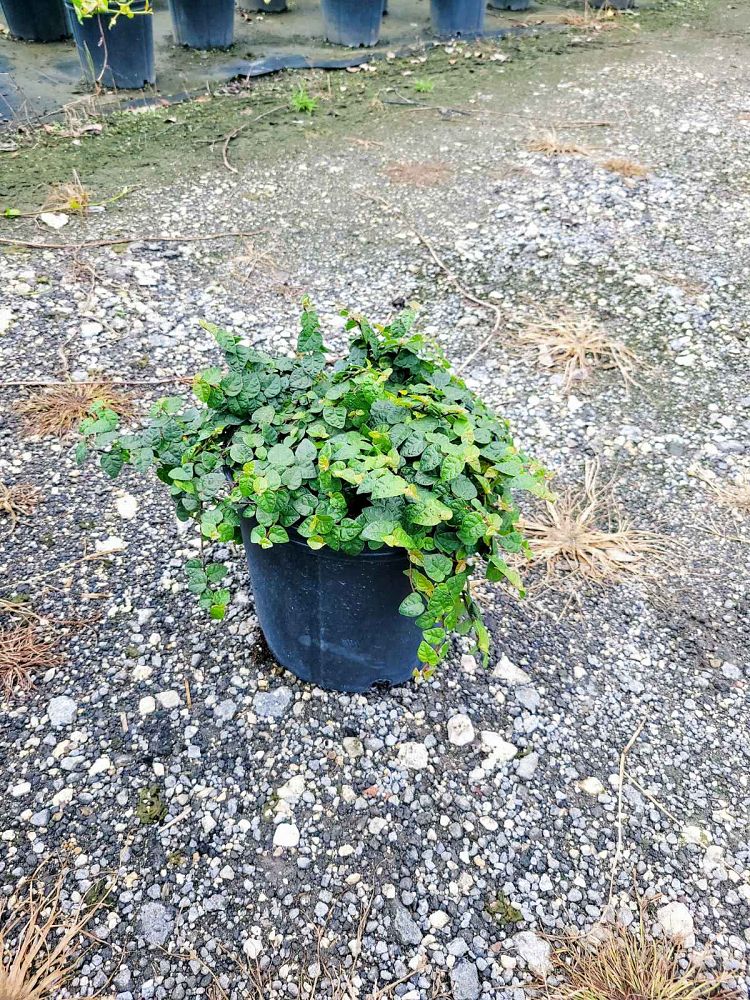 ficus-pumila-ficus-repens-creeping-fig-ivy