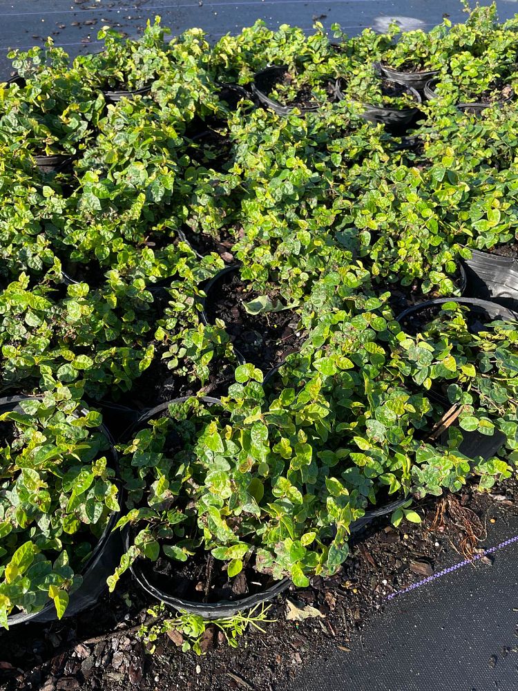 ficus-pumila-ficus-repens-creeping-fig-ivy