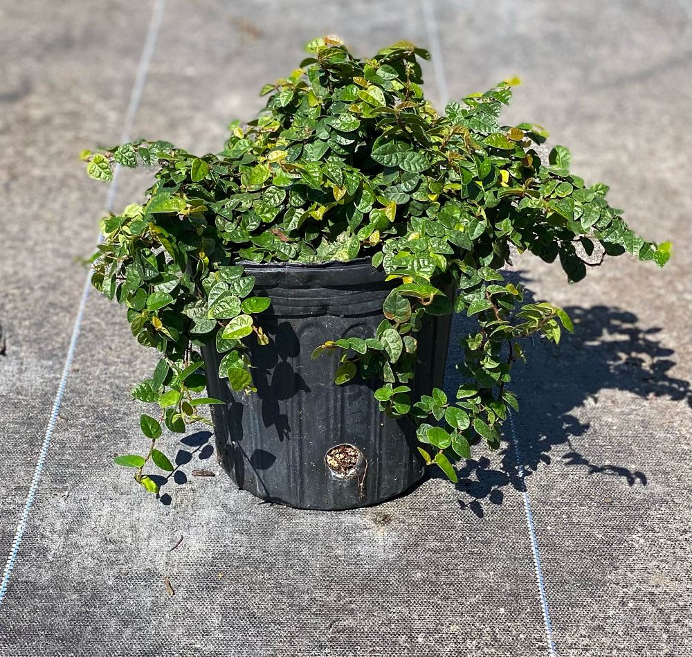 ficus-pumila-ficus-repens-creeping-fig-ivy