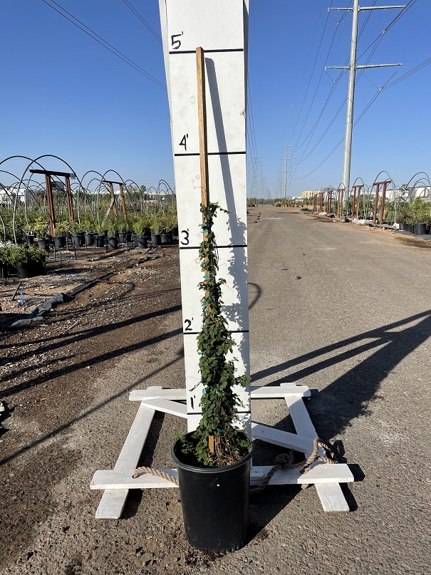 ficus-pumila-ficus-repens-creeping-fig-ivy