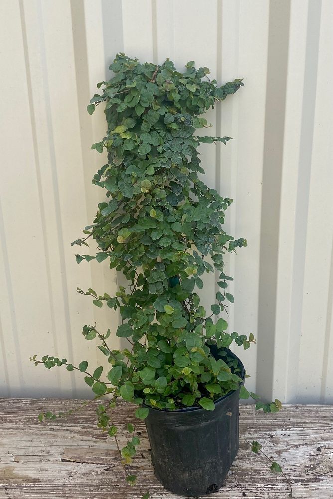 ficus-pumila-ficus-repens-creeping-fig-ivy