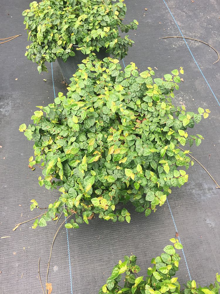 ficus-pumila-ficus-repens-creeping-fig-ivy