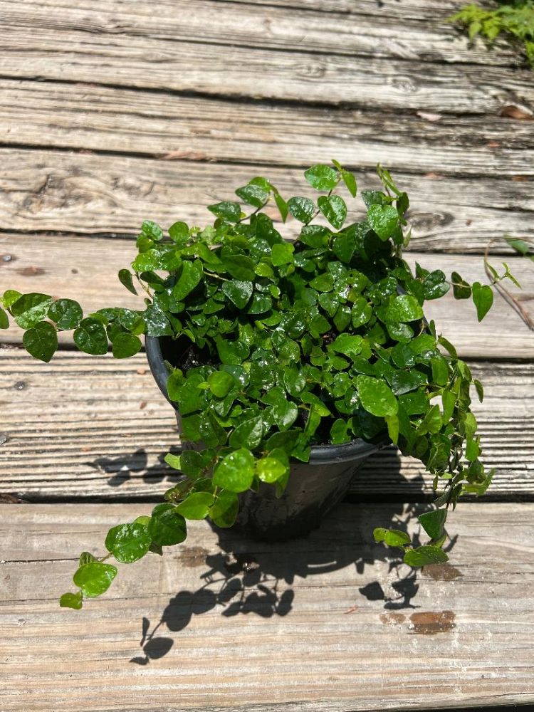 ficus-pumila-ficus-repens-creeping-fig-ivy