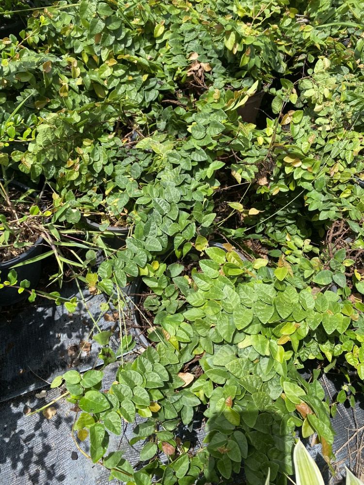 ficus-pumila-ficus-repens-creeping-fig-ivy