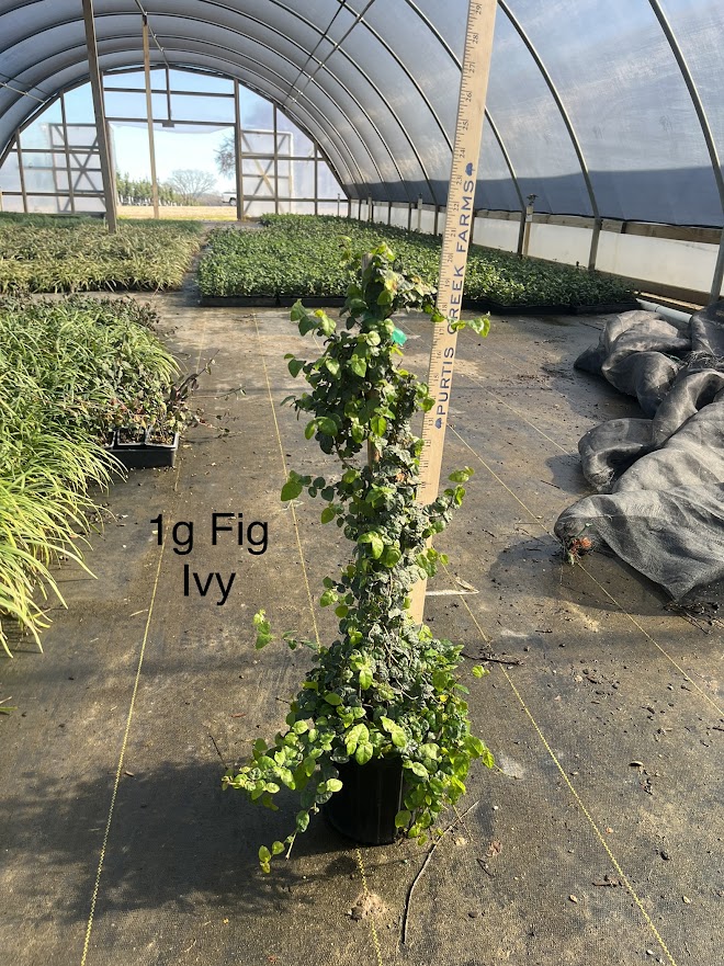 ficus-pumila-ficus-repens-creeping-fig-ivy