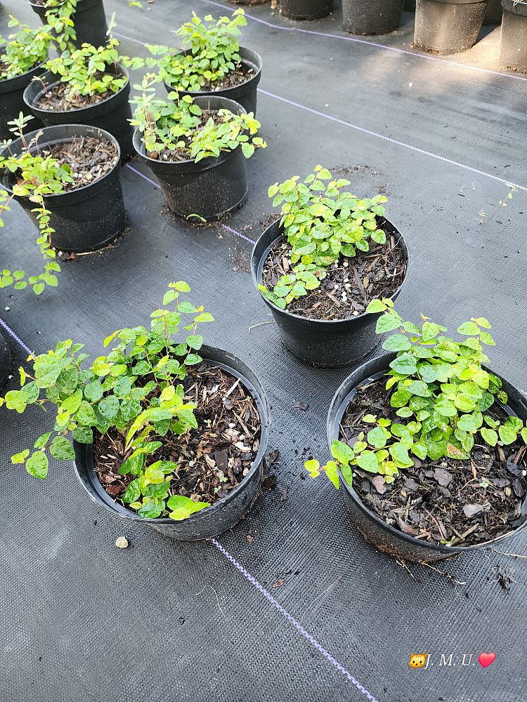ficus-pumila-ficus-repens-creeping-fig-ivy