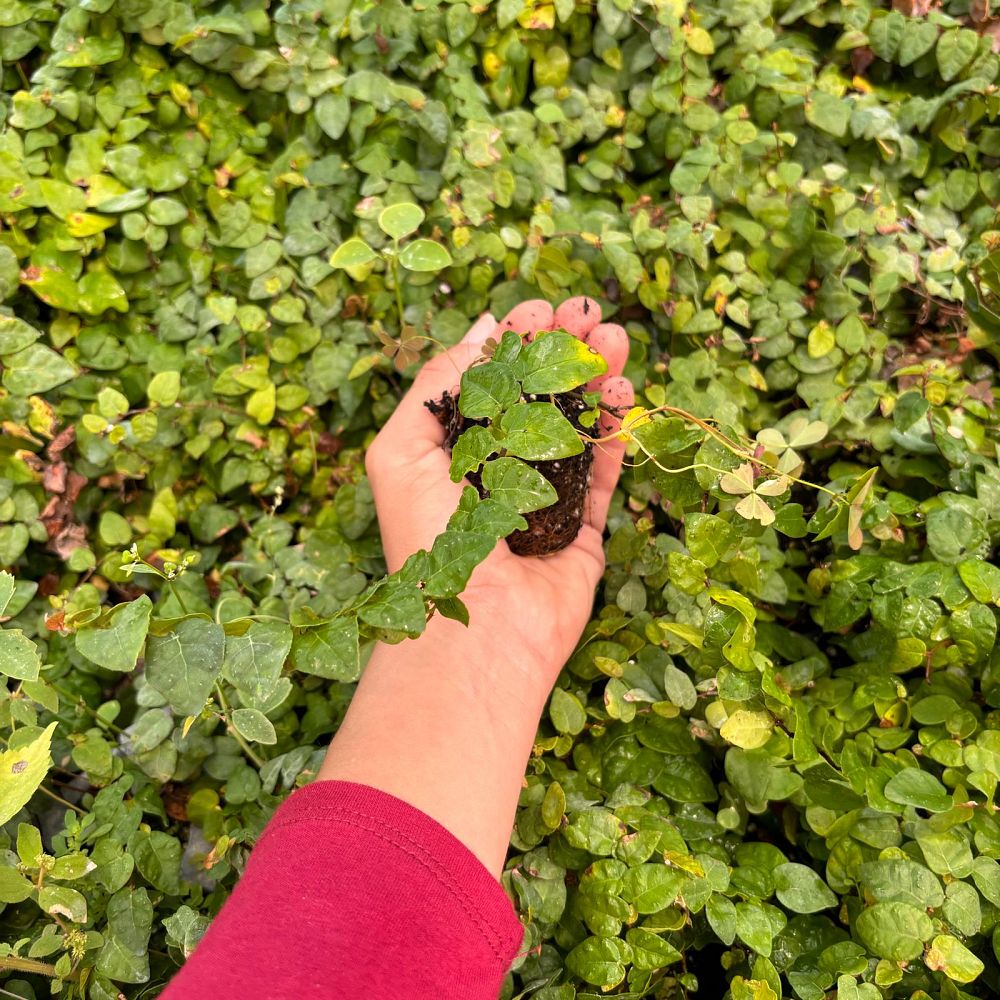 ficus-pumila-ficus-repens-creeping-fig-ivy