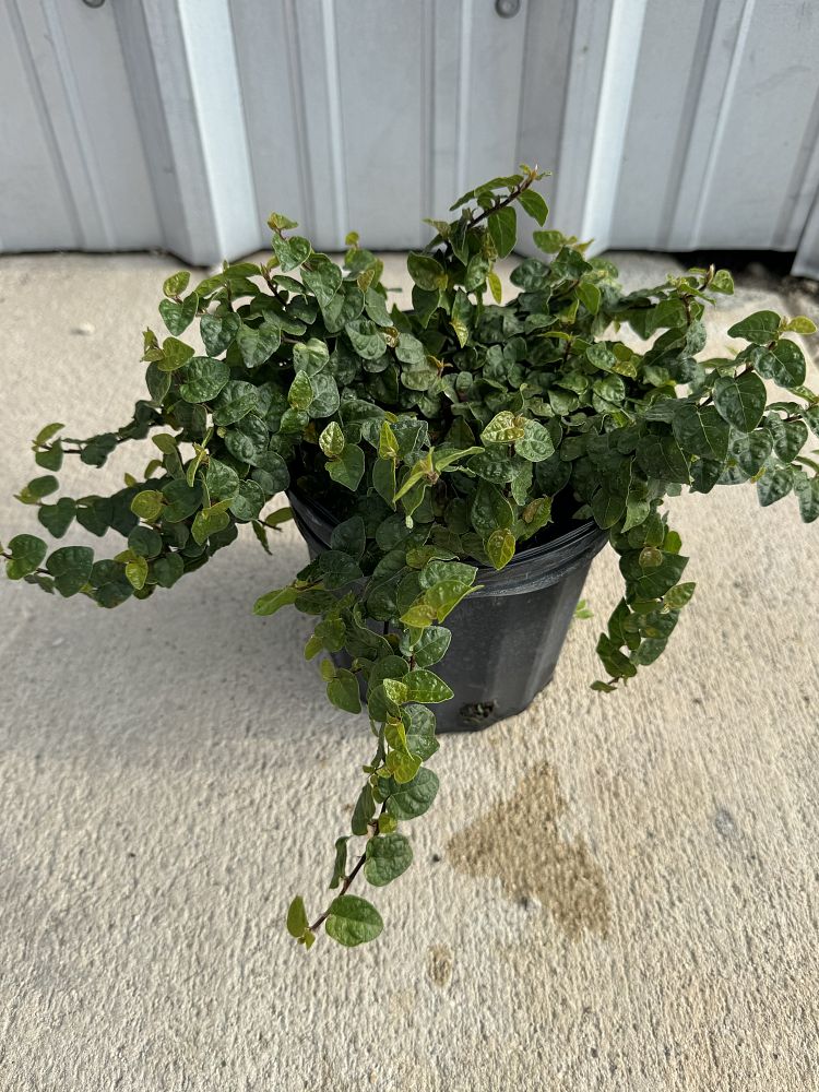 ficus-pumila-ficus-repens-creeping-fig-ivy