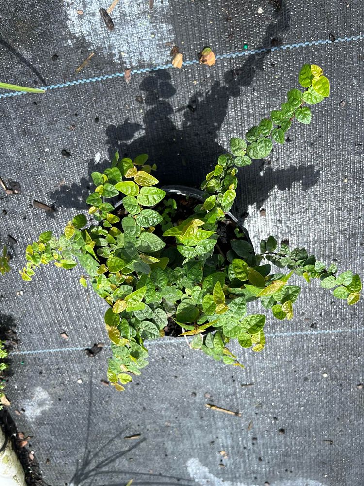 ficus-pumila-ficus-repens-creeping-fig-ivy