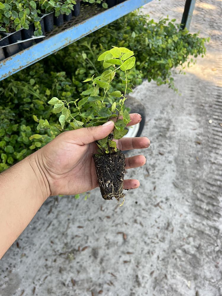 ficus-pumila-ficus-repens-creeping-fig-ivy