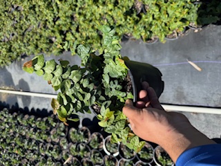 ficus-pumila-ficus-repens-creeping-fig-ivy