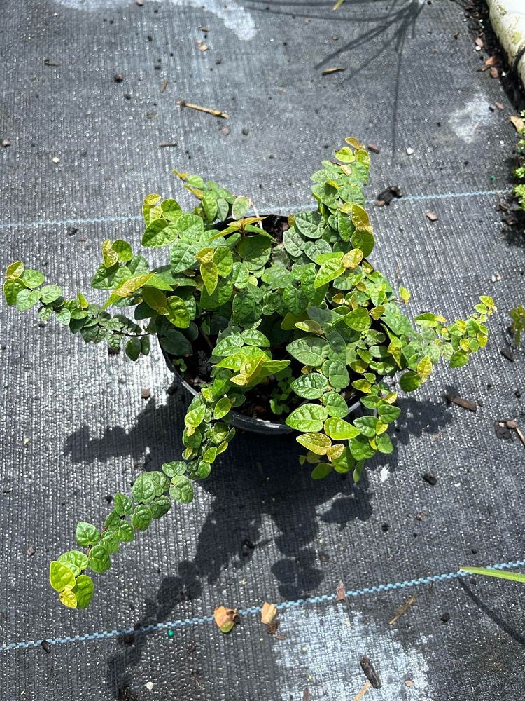 ficus-pumila-ficus-repens-creeping-fig-ivy