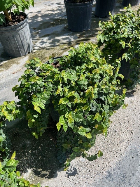 ficus-pumila-ficus-repens-creeping-fig-ivy