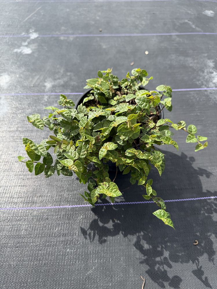 ficus-pumila-ficus-repens-creeping-fig-ivy