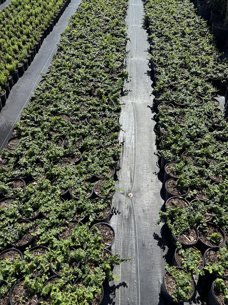 ficus-pumila-ficus-repens-creeping-fig-ivy