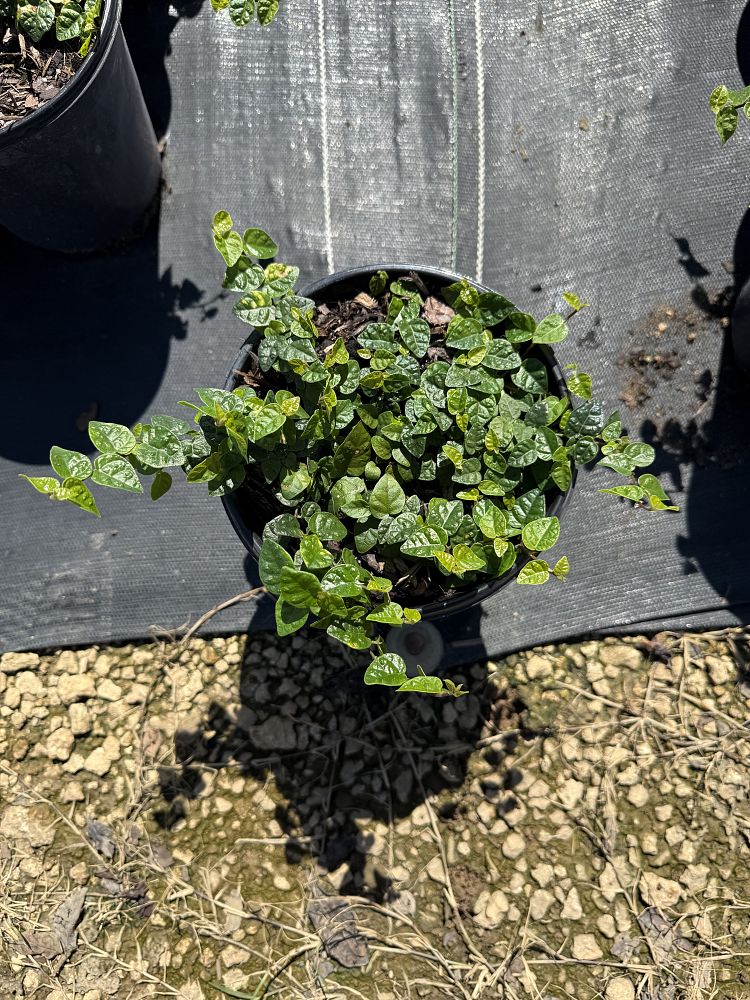 ficus-pumila-ficus-repens-creeping-fig-ivy