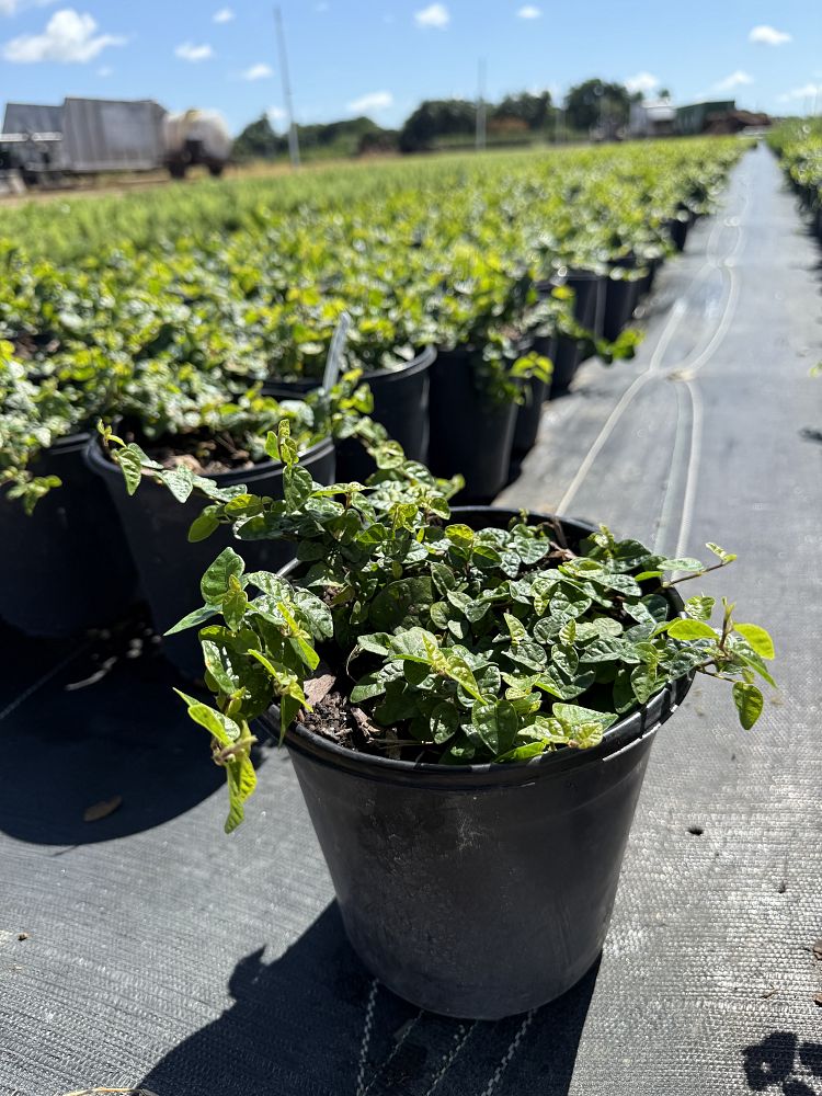 ficus-pumila-ficus-repens-creeping-fig-ivy