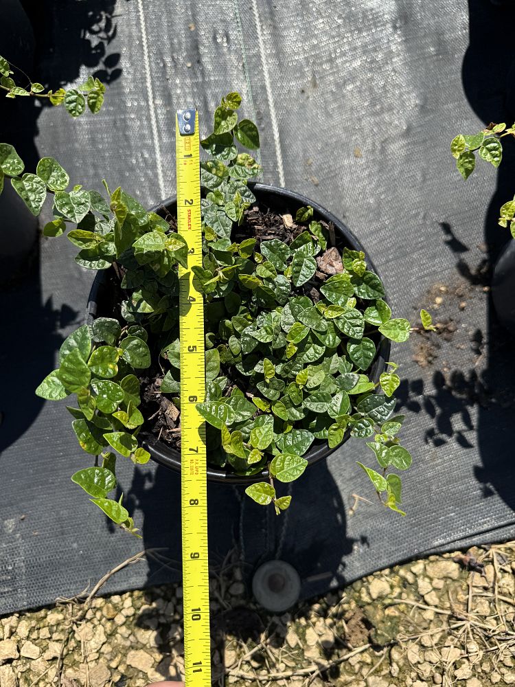 ficus-pumila-ficus-repens-creeping-fig-ivy