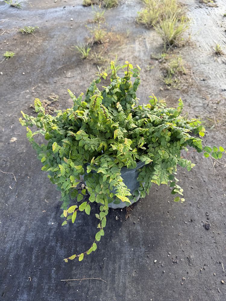 ficus-pumila-ficus-repens-creeping-fig-ivy