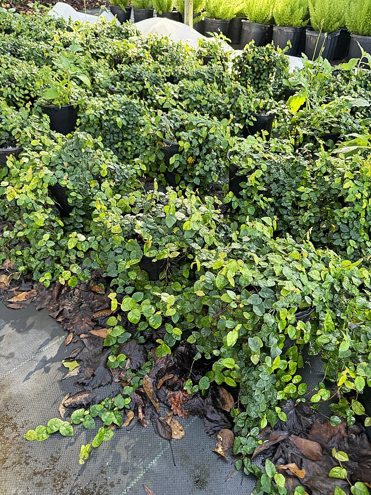 ficus-pumila-ficus-repens-creeping-fig-ivy