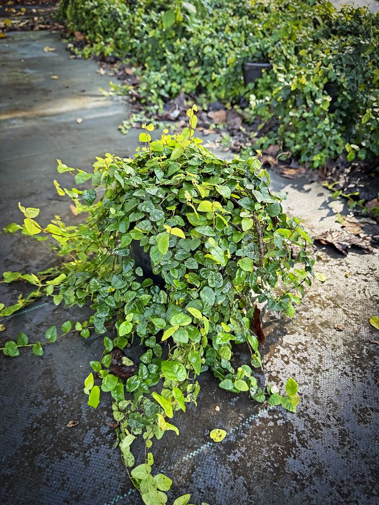 ficus-pumila-ficus-repens-creeping-fig-ivy