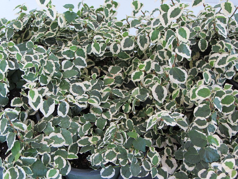 ficus-pumila-variegata-ficus-repens-variegated-creeping-fig-ivy