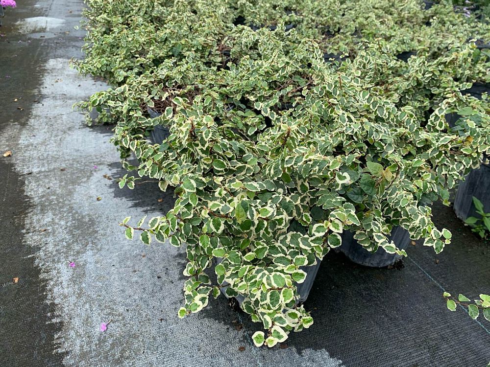 ficus-pumila-variegata-ficus-repens-variegated-creeping-fig-ivy