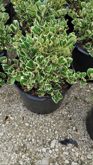 ficus-pumila-variegata-ficus-repens-variegated-creeping-fig-ivy