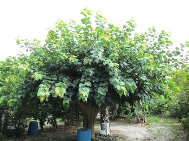 ficus-religiosa-bodhi-tree-bo-tree-fig-peepul-pipal-sacred-fig-bo-tree